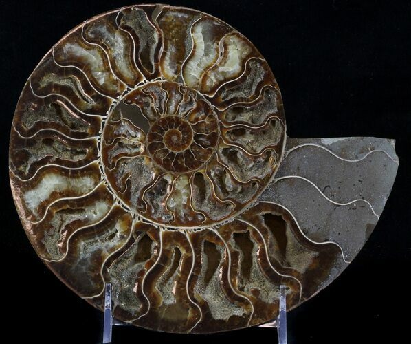Cut Ammonite Fossil (Half) - Beautifully Agatized #58278